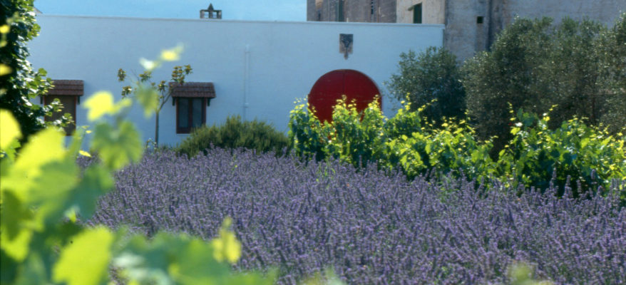 I vini di Severino Garofano: l'”enologo pioniere” in Puglia