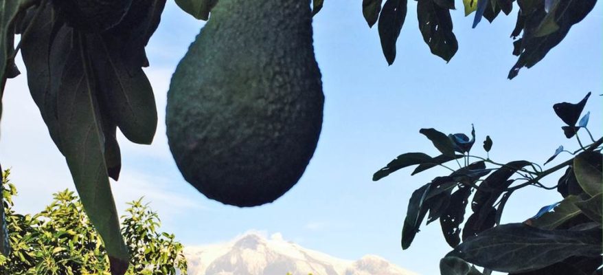 Ulivo al Nord e avocado in Sicilia: effetti del clima che cambia