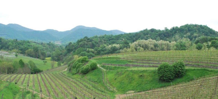 Il metodo Asolo Montello per la viticoltura sostenibile