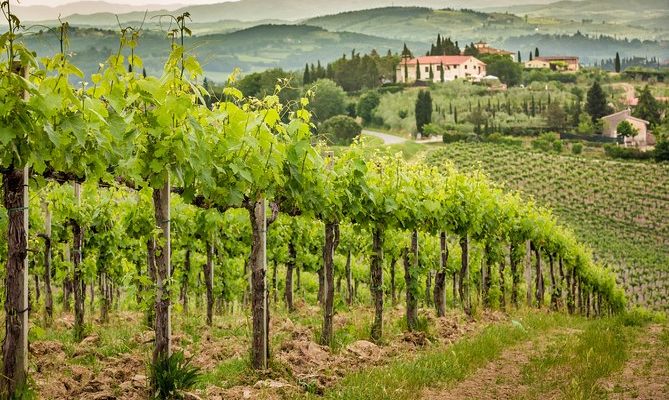 Vignaioli di Grottaferrata: la viticoltura laziale alla sfida dei mercati