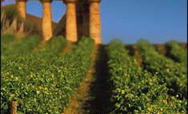 Assovini Sicilia: “dalla vendemmia 2021 vini di grande qualità e profili aromatici unici”