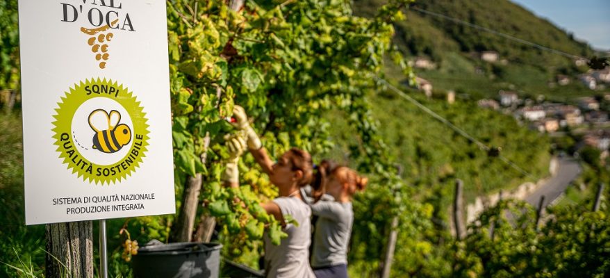 Cantina Produttori di Valdobbiadene, qualità e sostenibilità sulle colline del Prosecco