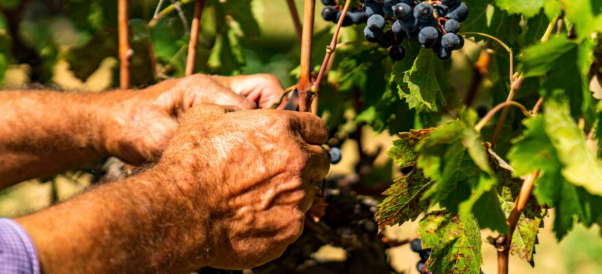Sicilia, vendemmia 2022: ottima la qualità delle uve