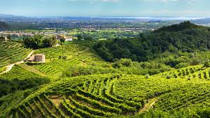 Conegliano Valdobbiadene Prosecco DOCG lancia la Green Academy e il Wine Tourism Lab
