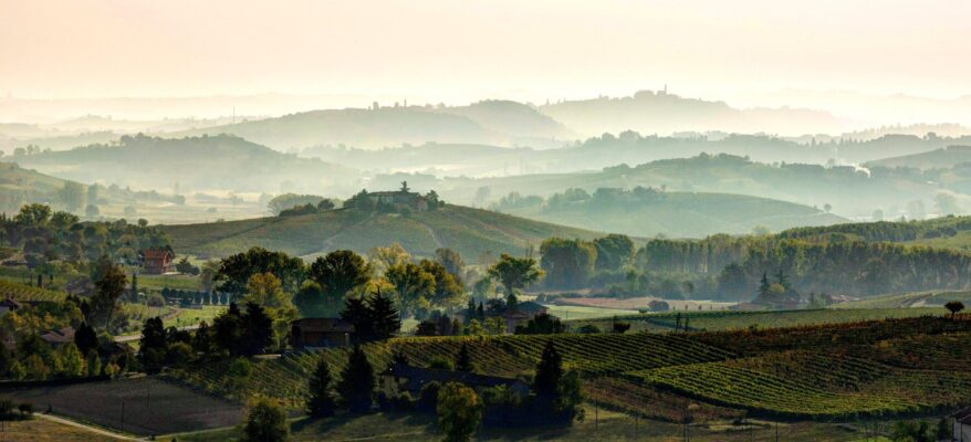 Consorzio Barbera d’Asti e vini di Monferrato: previsioni vendemmia 2023