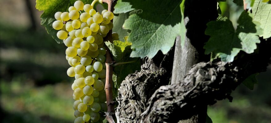Beviamoci Sud: vini del Sannio sempre più protagonisti